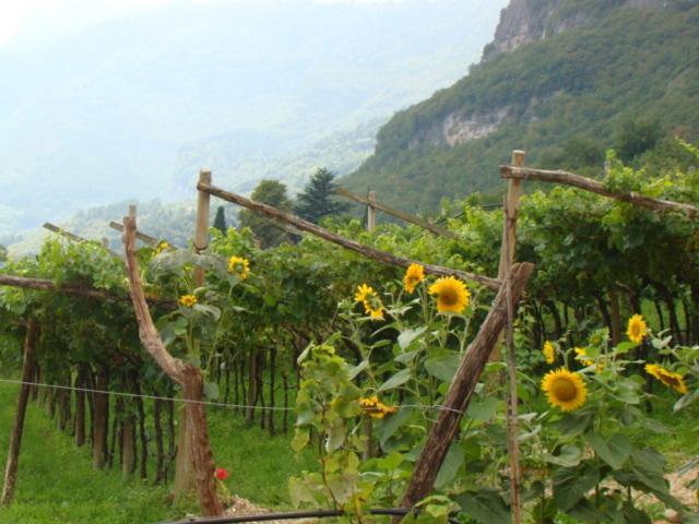 Agritur Maso Spezial Villa Villa Lagarina Kamer foto