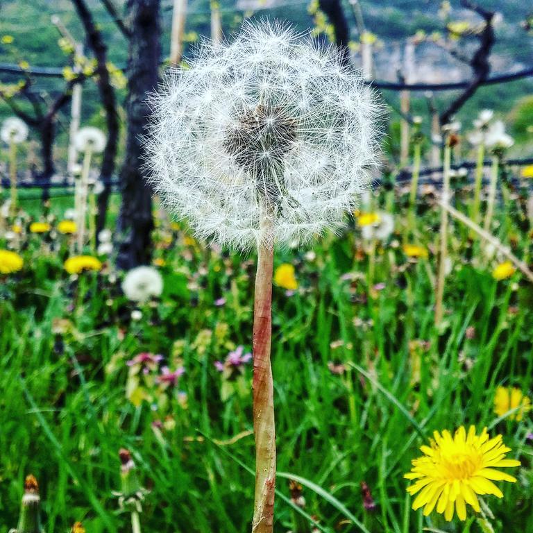 Agritur Maso Spezial Villa Villa Lagarina Buitenkant foto