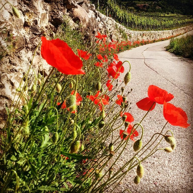 Agritur Maso Spezial Villa Villa Lagarina Buitenkant foto